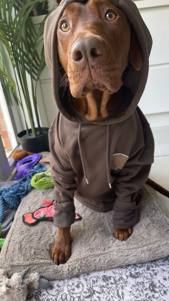A brown dog wearing a warm coat inside Sophie's SK9 boarding home