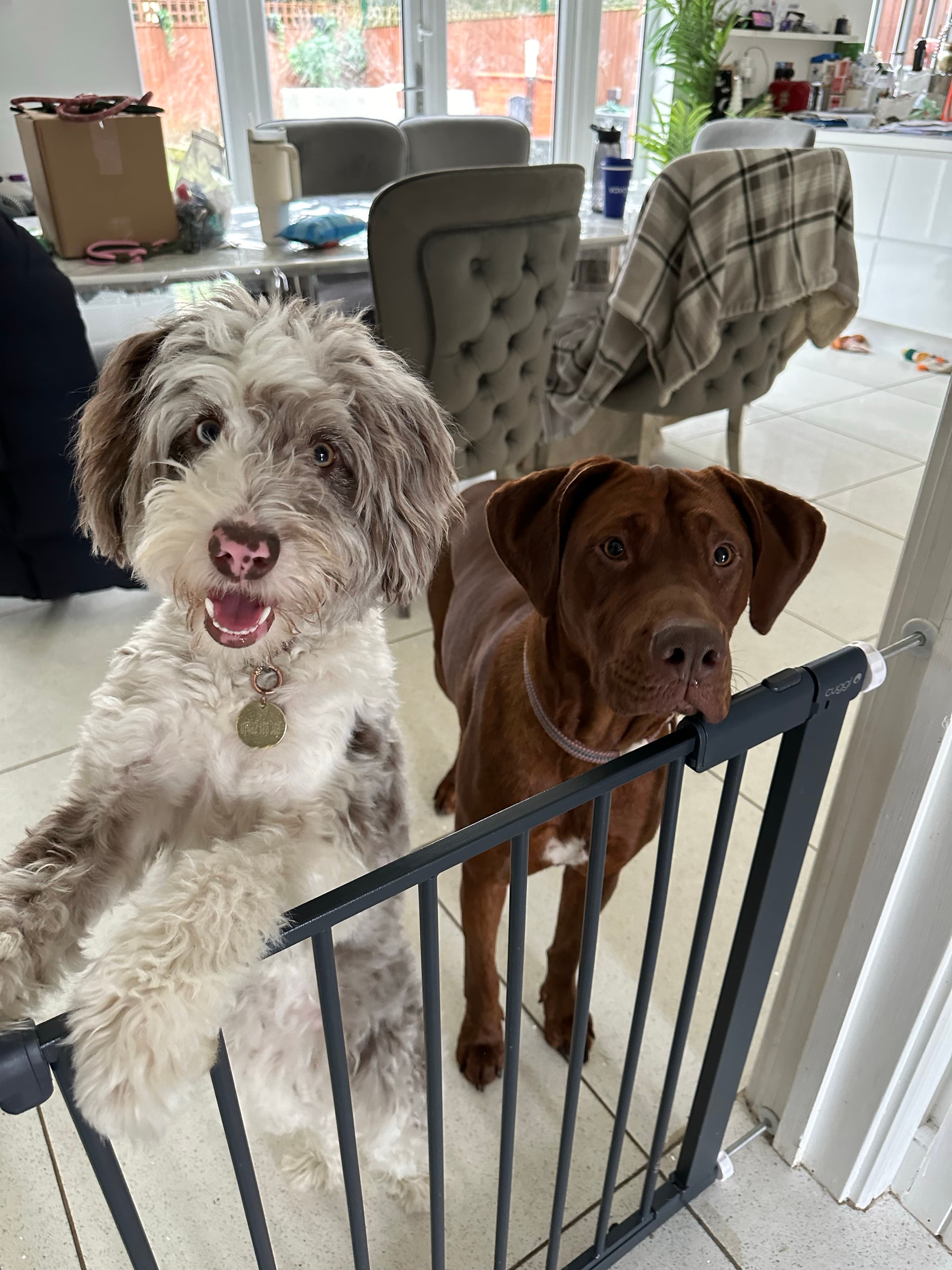 A curly-coated dog with its paws up on a safety gate beside a brown dog, inside Sophie's SK9 boarding home